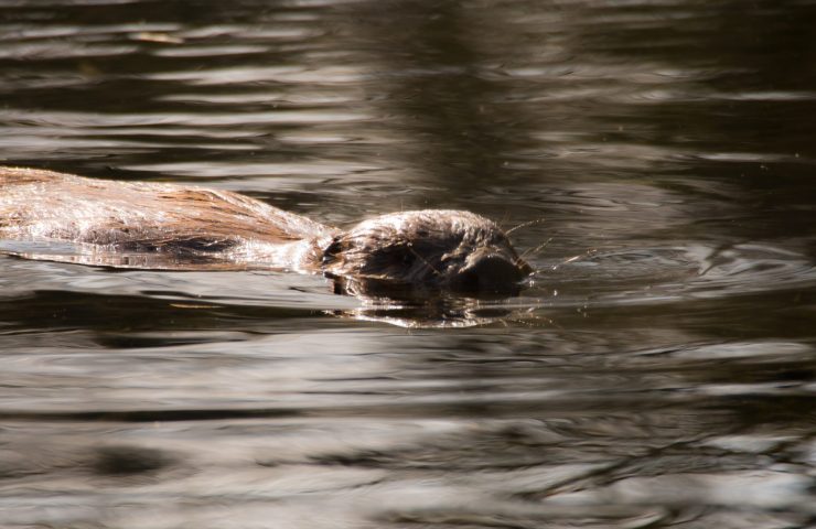 Lower Mill Estate Beaver Nature Lower Mill Estate Beaver Nature